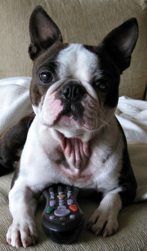 Boston terrier, nonsporting dog breed, non-sporting dog breed